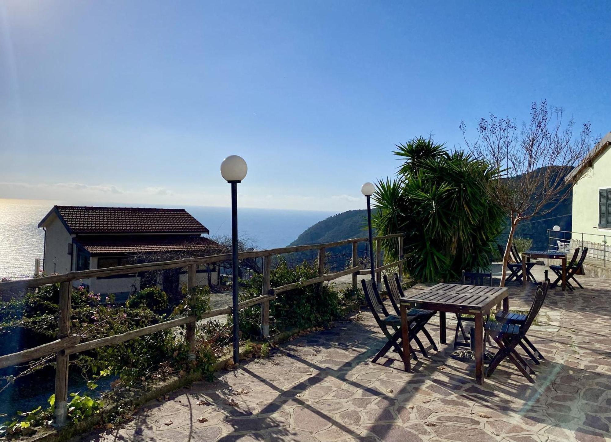 L'ulivo E Il Mare